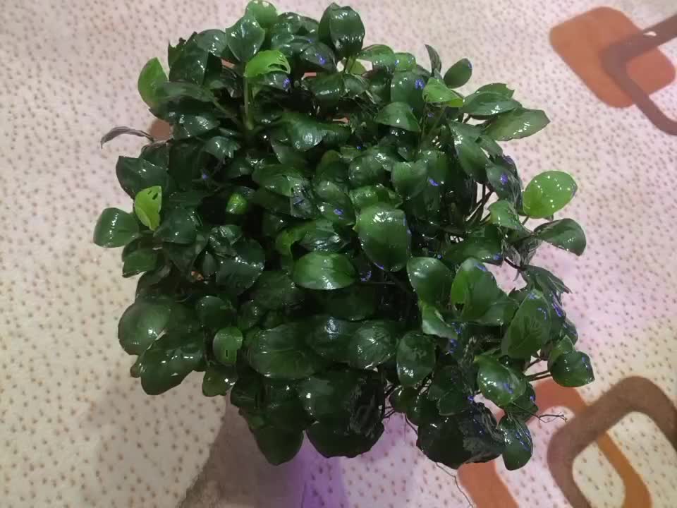 آنابیاس|ماهی|اهواز, معین زاده|دیوار