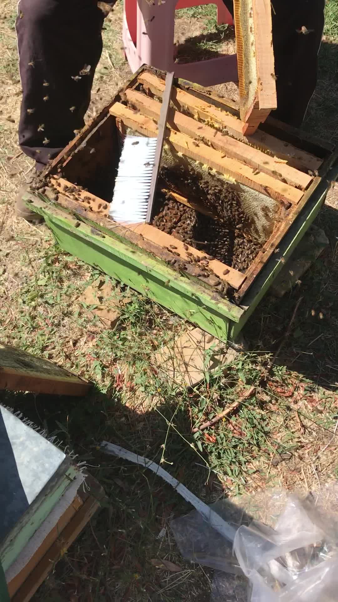 عسل|خوردنی و آشامیدنی|تهران, پونک|دیوار