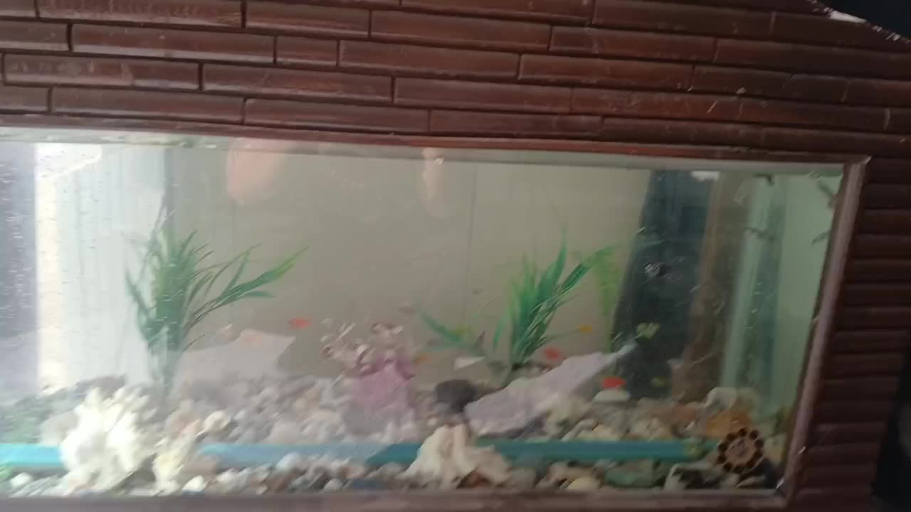 ماهی کالر ویدو|ماهی|محمدشهر, ولدآباد|دیوار