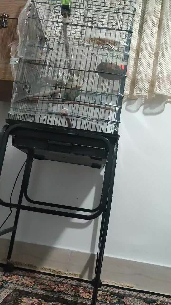 جفت گرینچیک سخنگو سرحال و کشیده|پرنده|شاهرود, |دیوار