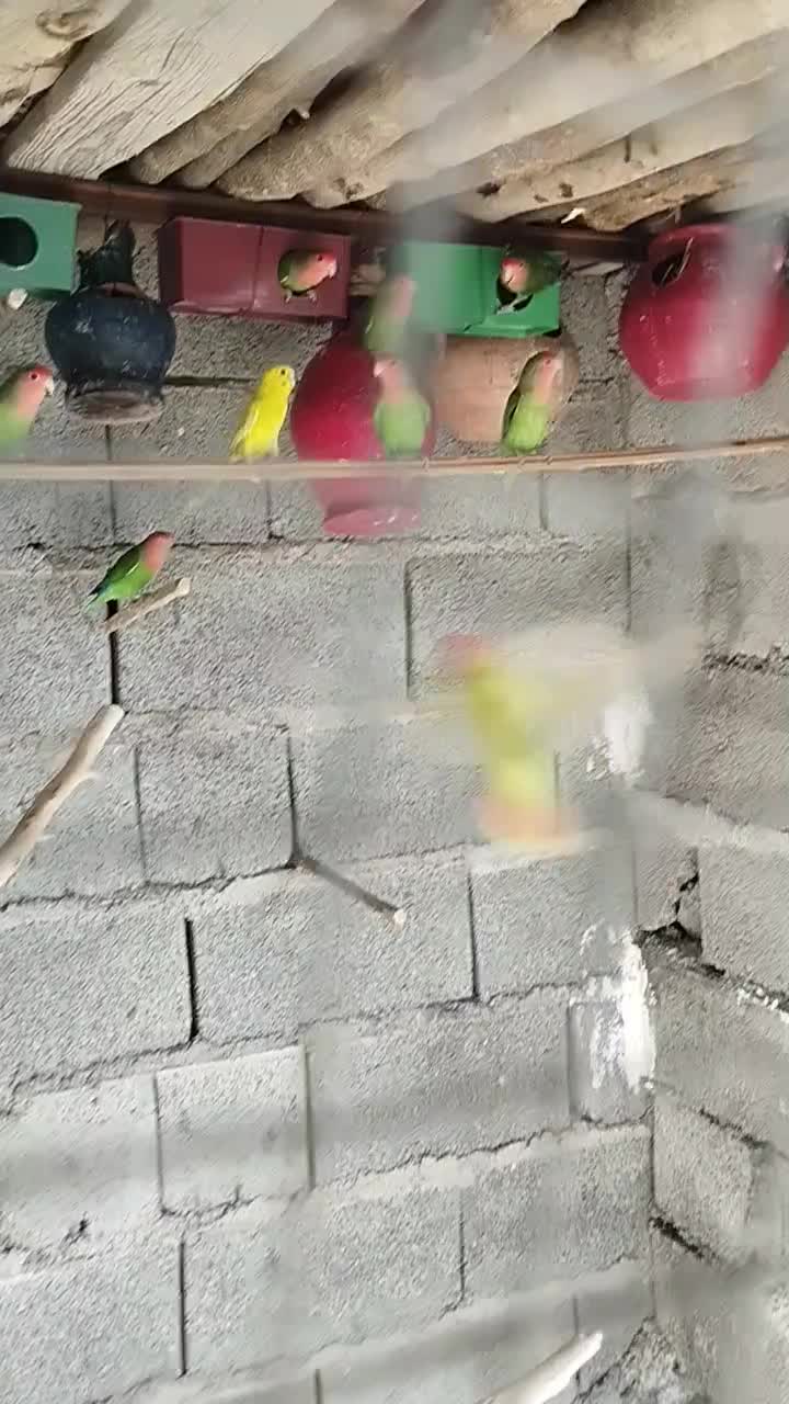 سلام دوستان عزیز چند جفت طوطی برزیلی برای فروش|پرنده|قصرقند, |دیوار