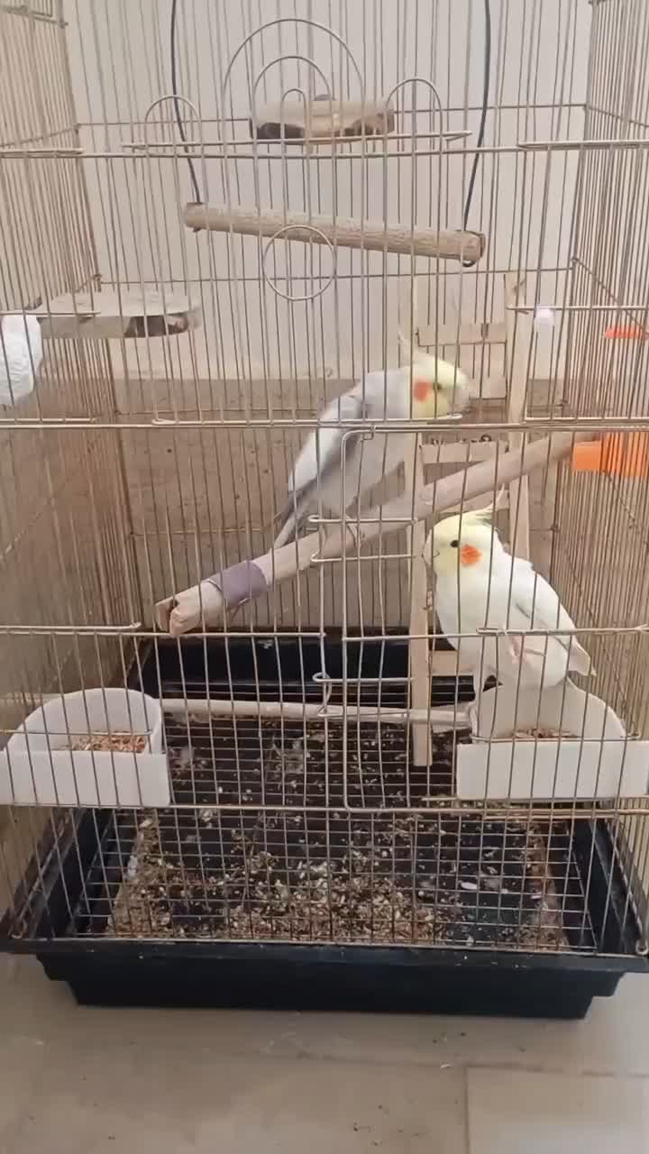 عروس هلندی|پرنده|رباط‌کریم, کاظم‌آباد|دیوار