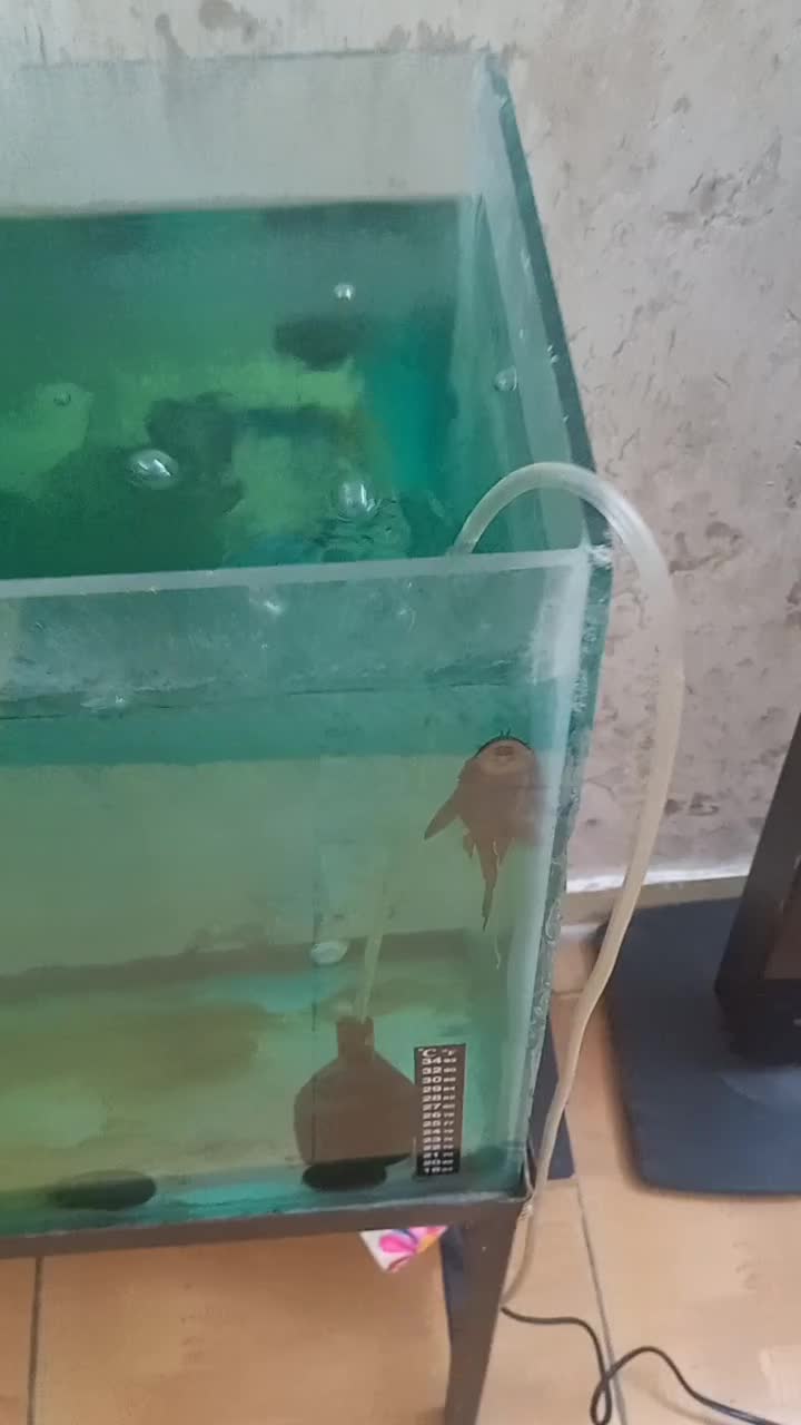 آکواریوم کامل با ماهی و تجهیزات|ماهی|تهران, فلسطین (میدان انقلاب)|دیوار
