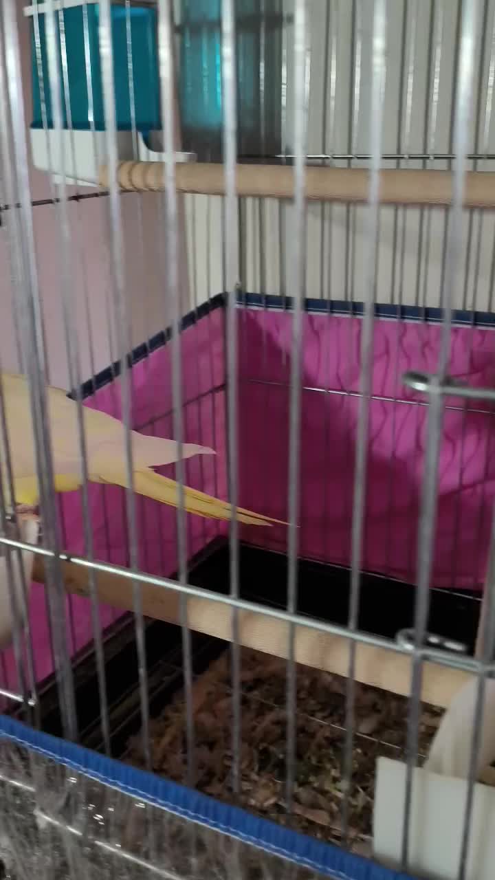 عروس هلندی مولد|پرنده|شیراز, آزادی|دیوار