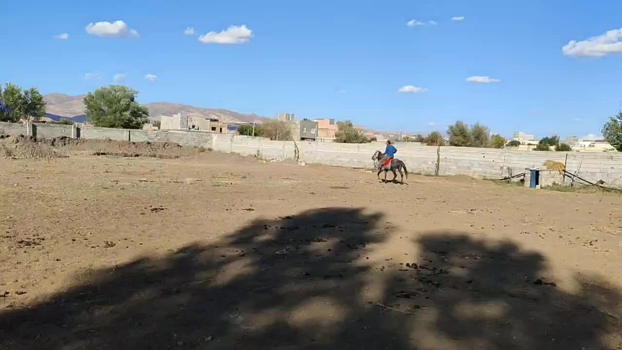 اسب نر ۴ ساله|اسب و تجهیزات اسب‌سواری|سراب, |دیوار