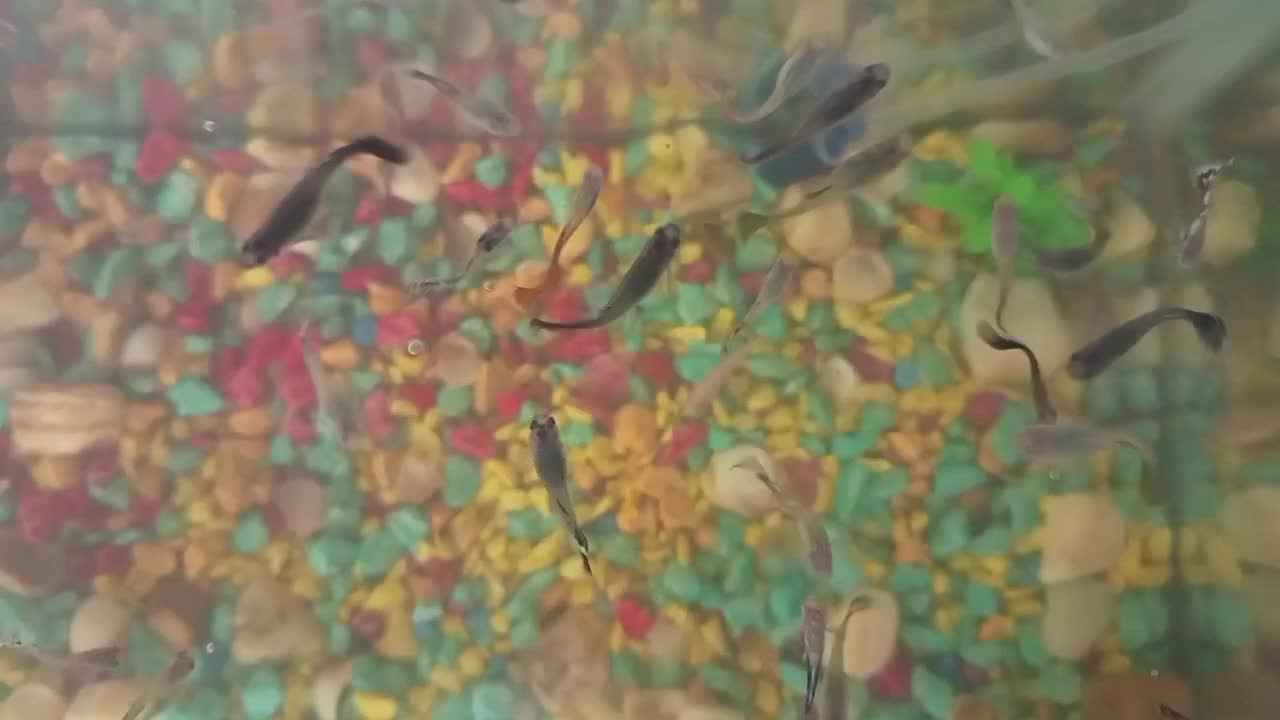 ماهی کوپی زیاد بفروش می‌رسد|ماهی|چناران, |دیوار