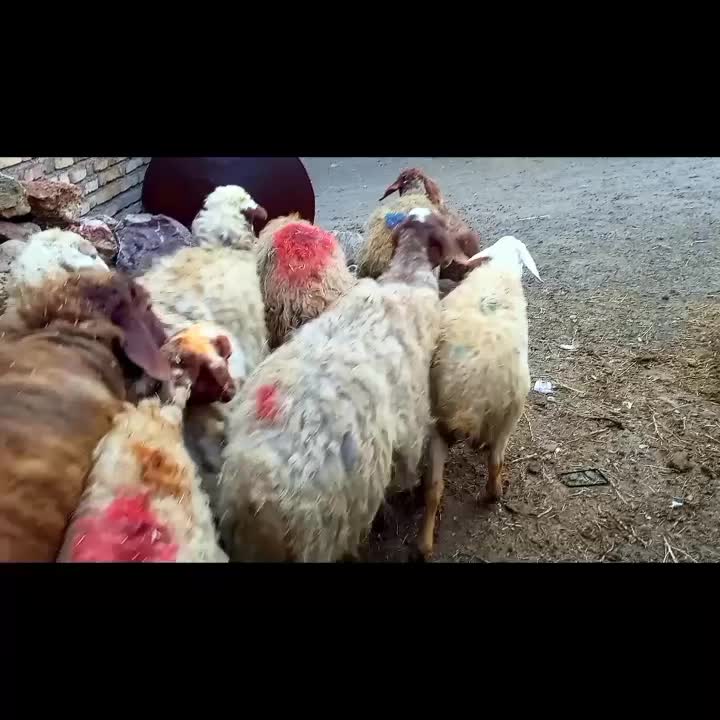 ۳۰راس میش بره جوان شیره دار|حیوانات مزرعه|سنندج, |دیوار