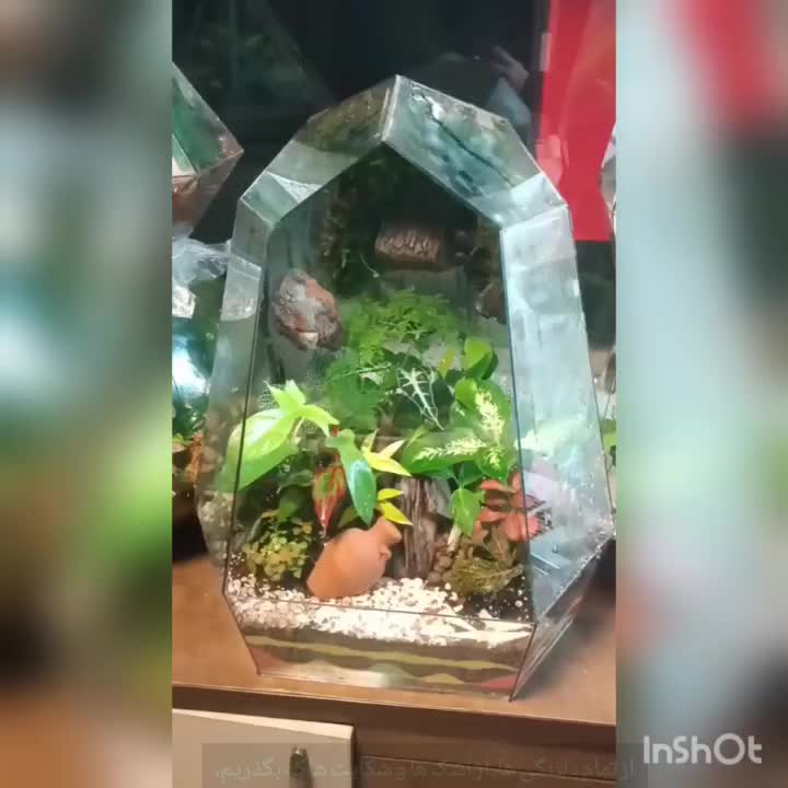 تراریوم|گل و گیاه طبیعی|قرچک, شهرک گلها|دیوار