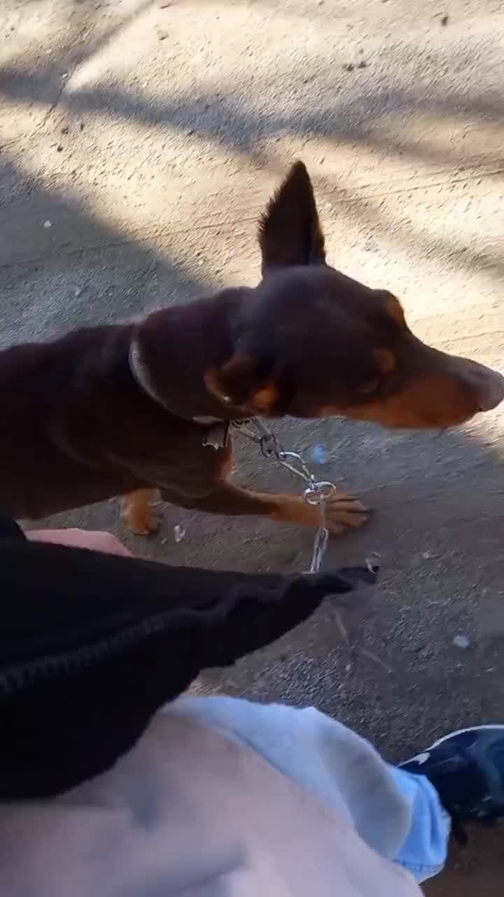 دوبرمن|سگ|شازند, |دیوار