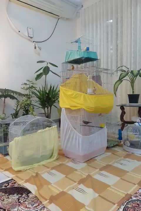 قناری|پرنده|آبادان, |دیوار