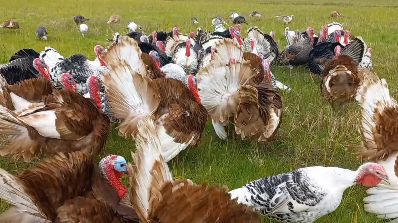 بوقلمون محلی|حیوانات مزرعه|آستانه اشرفیه, |دیوار