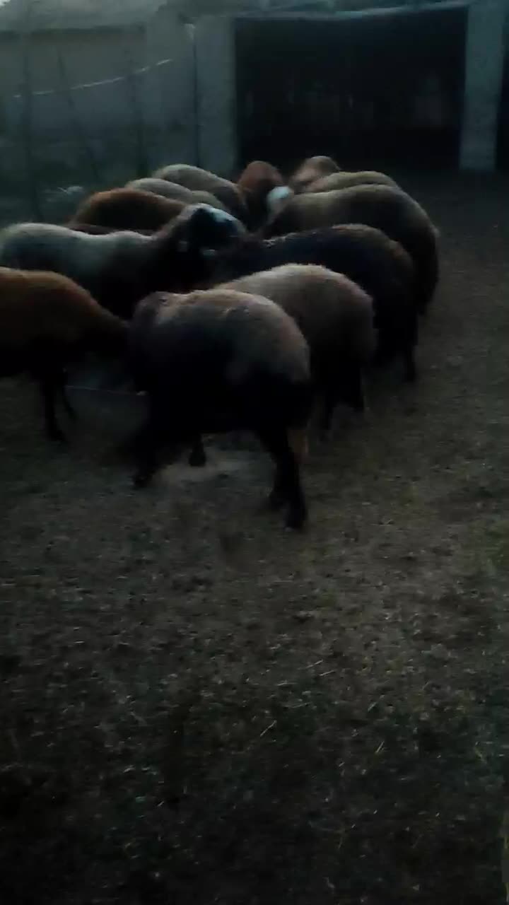 گوسفندهای آبستن|حیوانات مزرعه|تاتار علیا, |دیوار