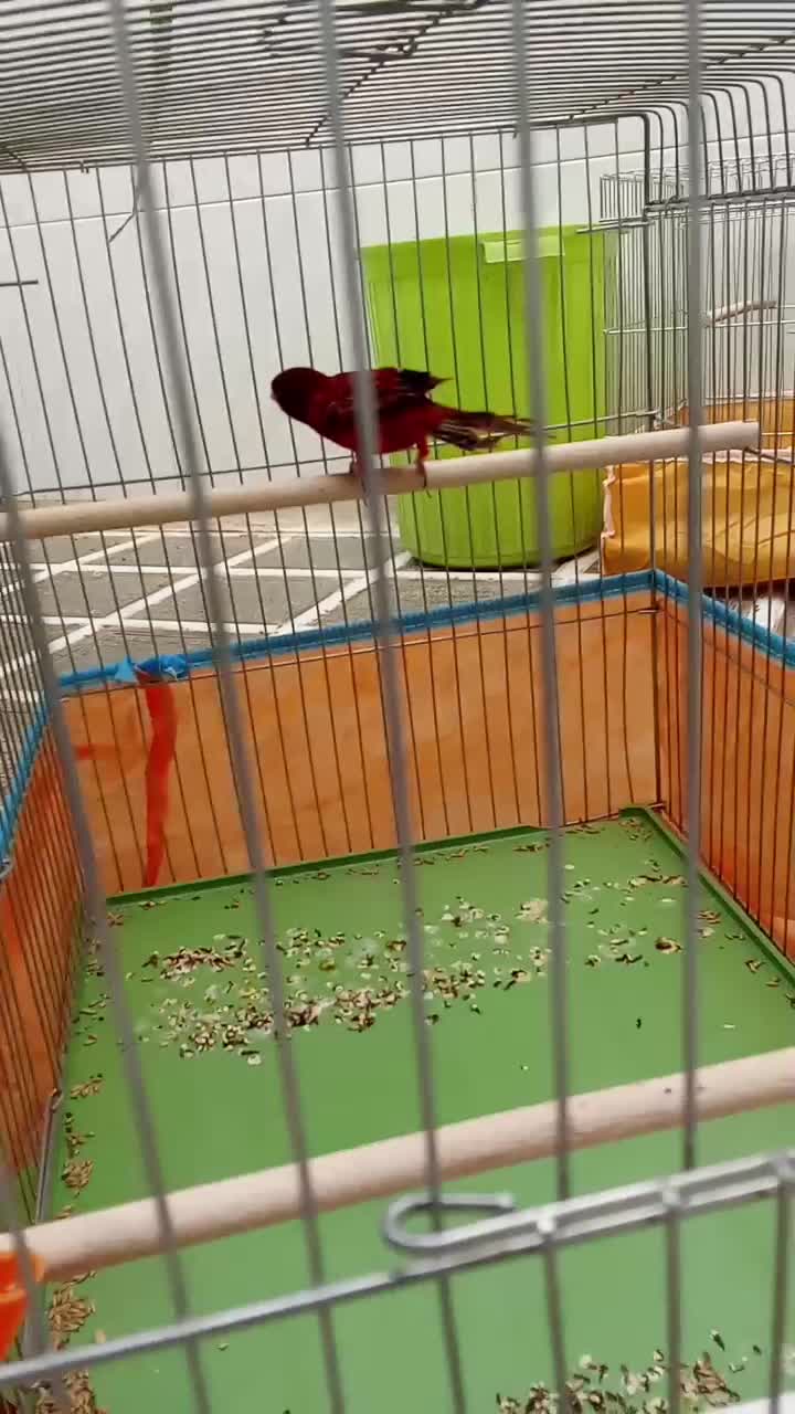 جفت قناری سرخ سوخته|پرنده|ابرکوه, |دیوار