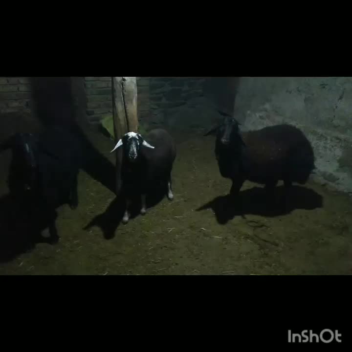 برنر|حیوانات مزرعه|قره پشتلو, |دیوار