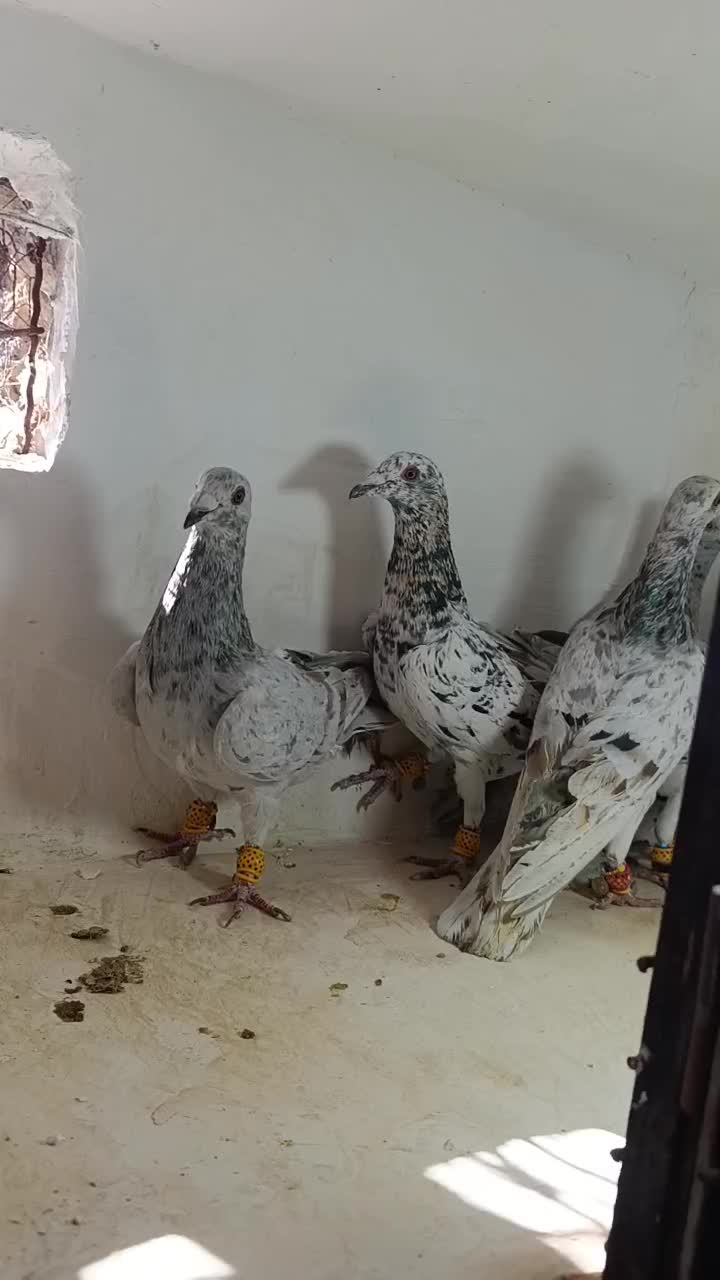 هفرنگ|پرنده|تاکستان, |دیوار