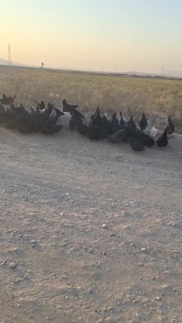 مرغ تخمگذار جوان|حیوانات مزرعه|قم, مهدی آباد|دیوار