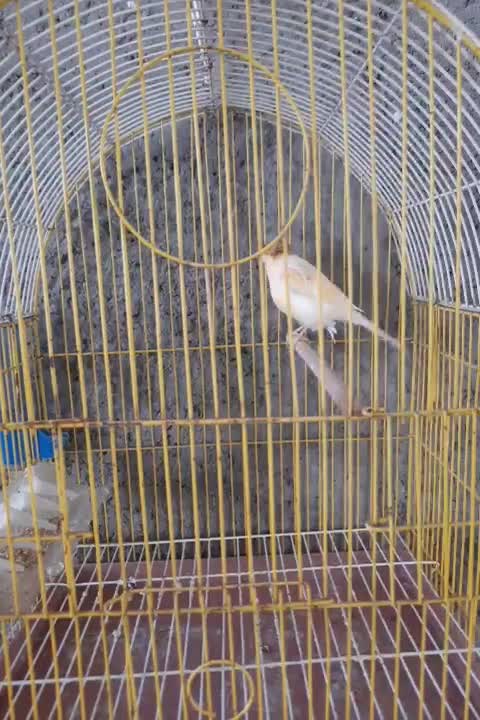 فروش قناری ماده آماده جفت با قفس|پرنده|قیدار, |دیوار