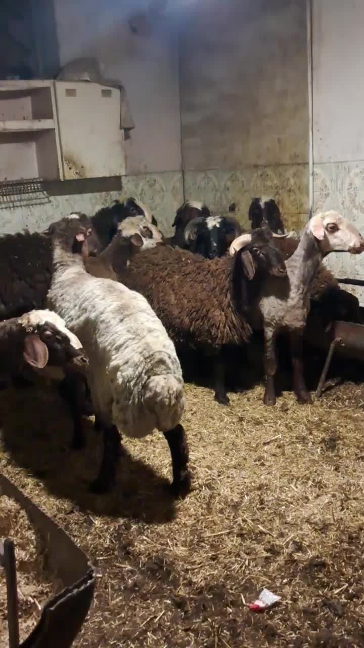 بره|حیوانات مزرعه|اصفهان, کلمه خوران|دیوار