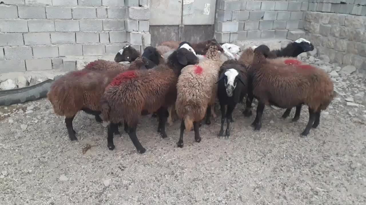 ۱۲ گوسفند|حیوانات مزرعه|چگنی, |دیوار