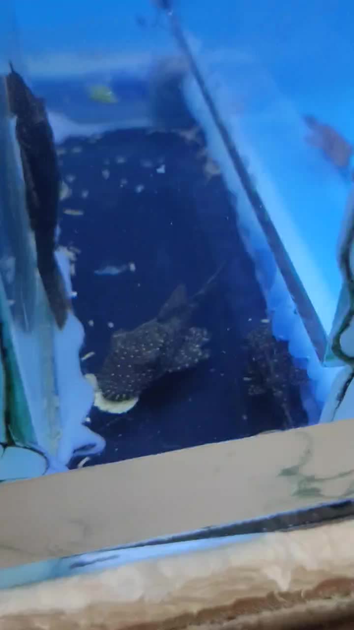 لجن خوار|ماهی|زابل, |دیوار