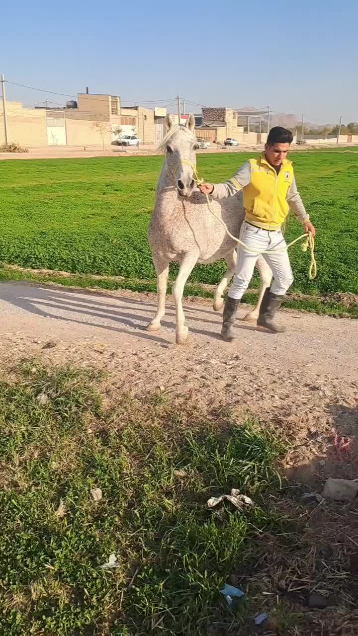 مادیان فروشی|اسب و تجهیزات اسبسواری|لنجان, |دیوار