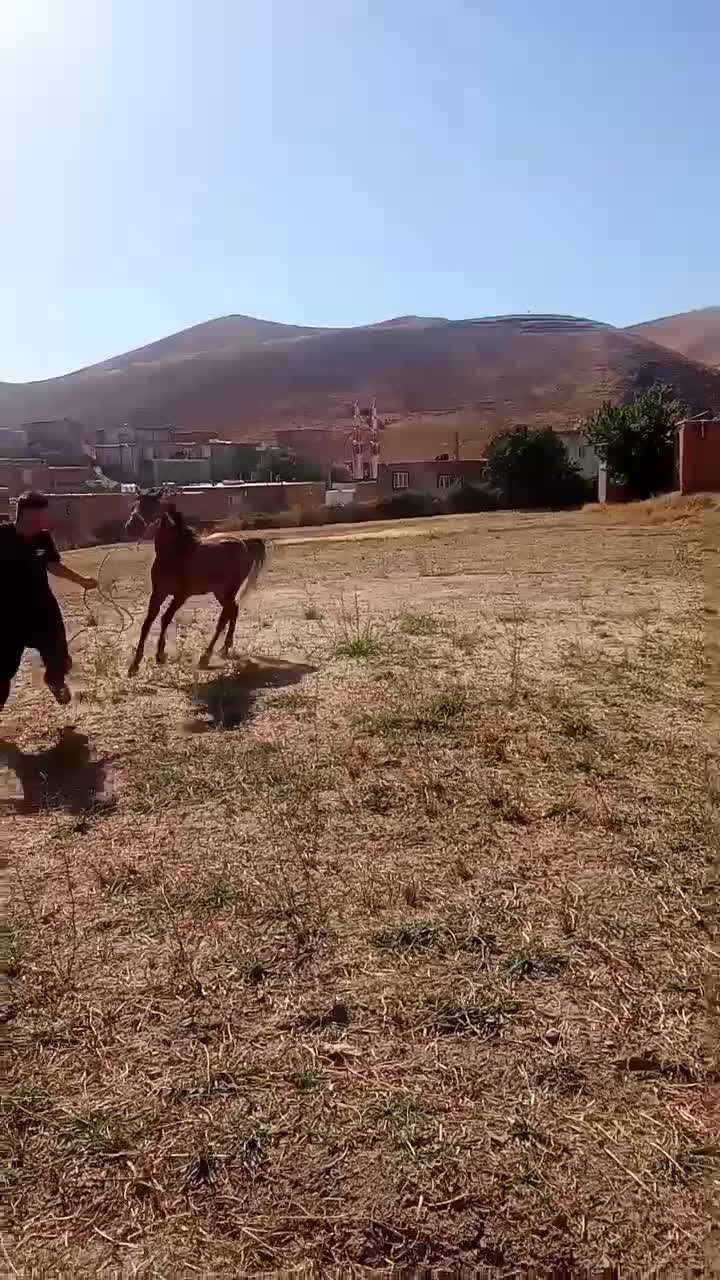 اسب|اسب و تجهیزات اسبسواری|کلاترزان, |دیوار