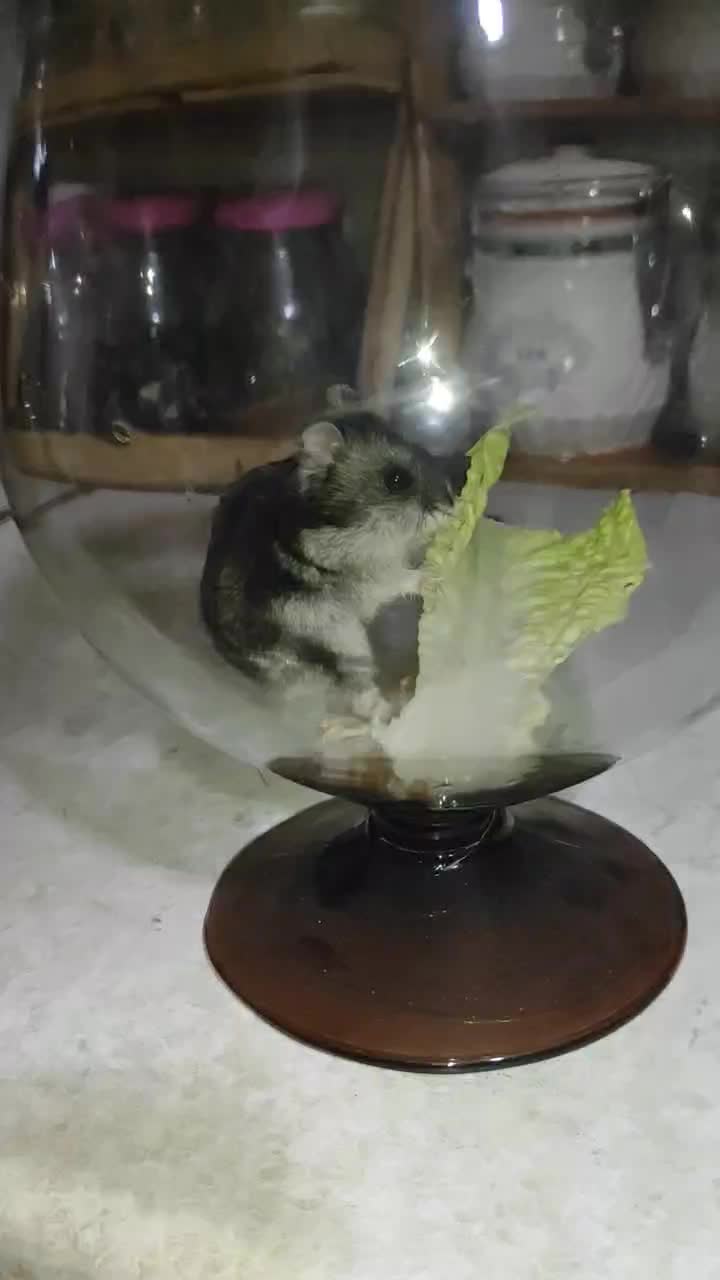 همستر|موش و خرگوش|سنندج, |دیوار