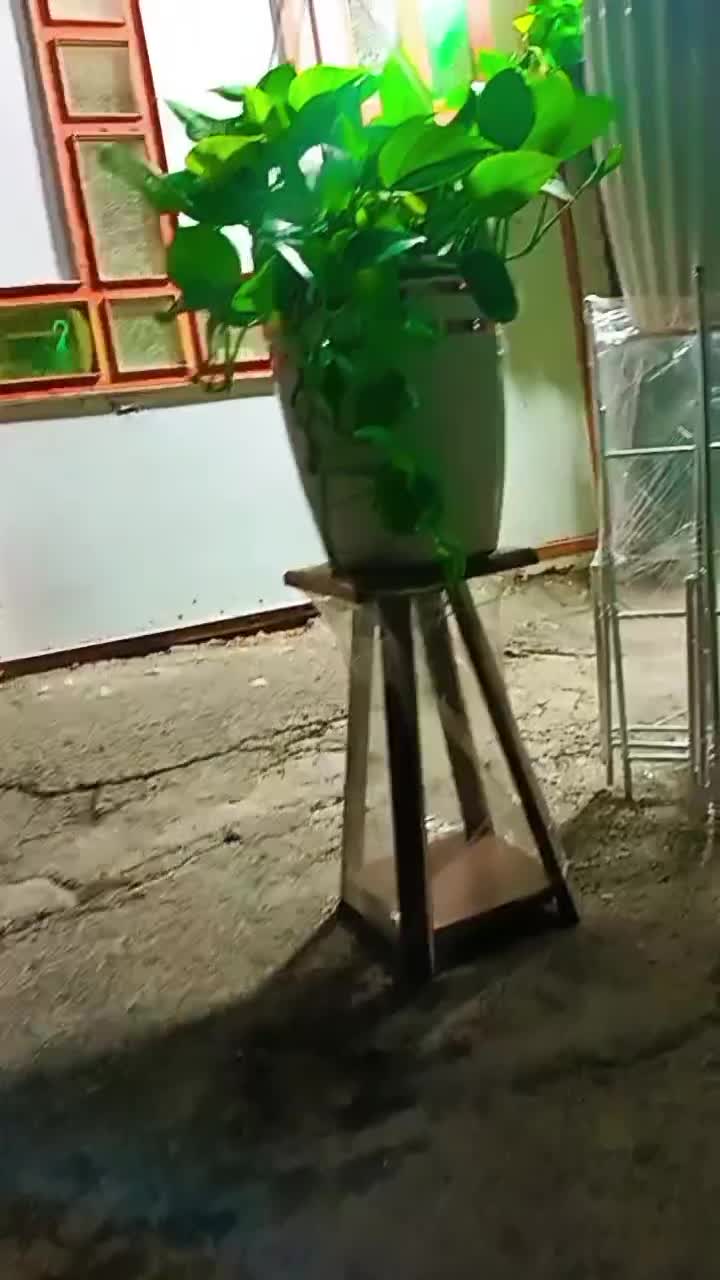 گل گیاه آپارتمانئ|گل و گیاه طبیعی|ورامین, ورامین|دیوار