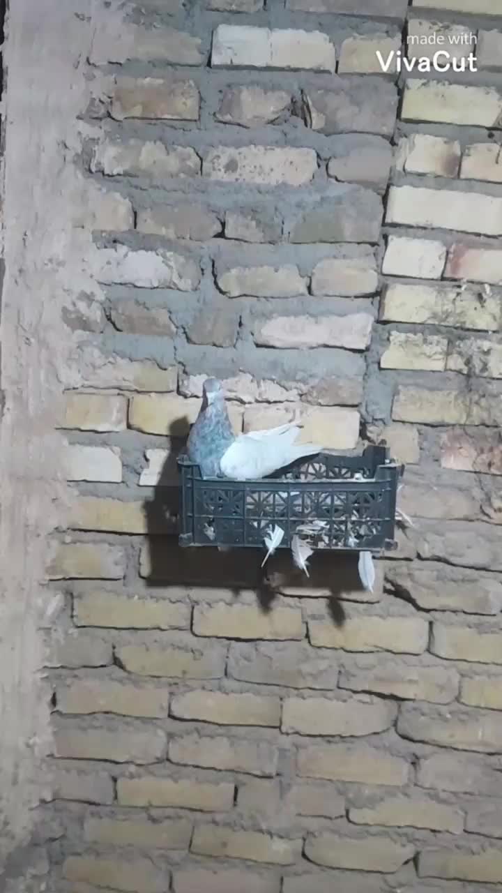 ساده زرد پز خال کله الماسی دم سفید|پرنده|تربتحیدریه, حاجی یار|دیوار