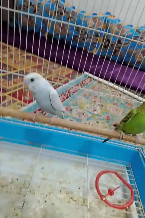 تو عدد مرغ عشق رام ۶۰۰تومان|پرنده|چابهار, |دیوار