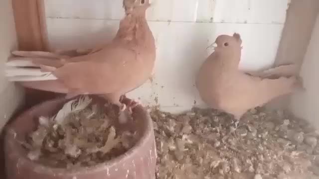 زرد دوم سفید گوهگ|پرنده|رفسنجان, |دیوار