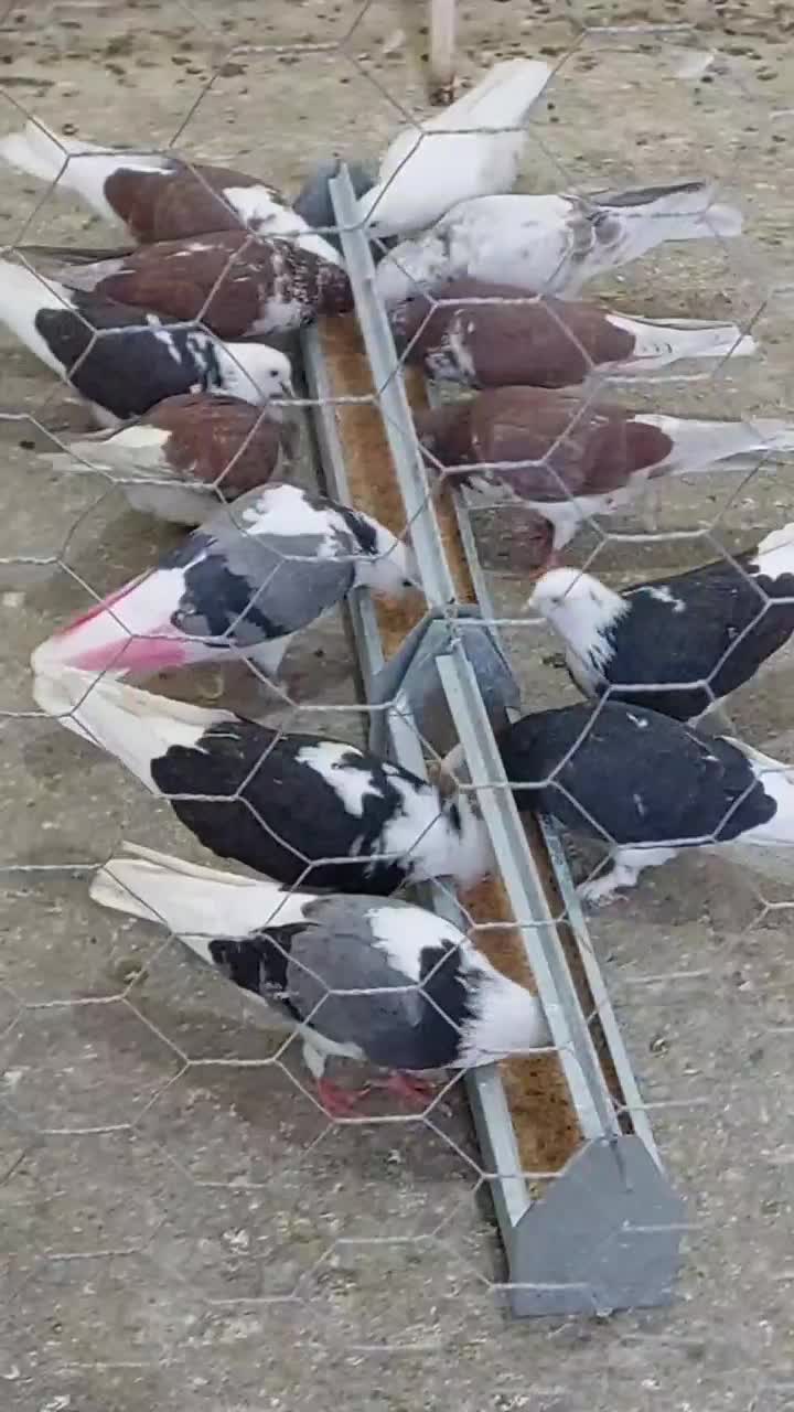 بار جدید رسید ۱۵۰ تا|پرنده|نهاوند, |دیوار