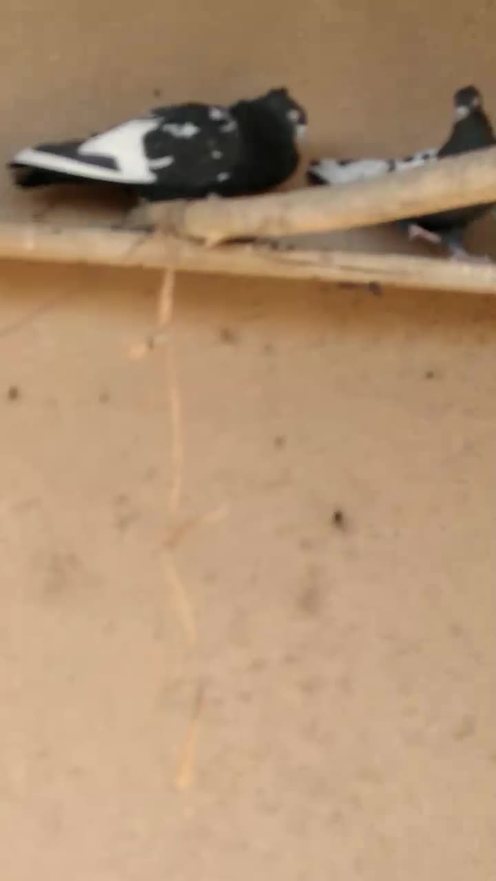 جفت کبوتر سینه سیا|پرنده|اسفراین, |دیوار