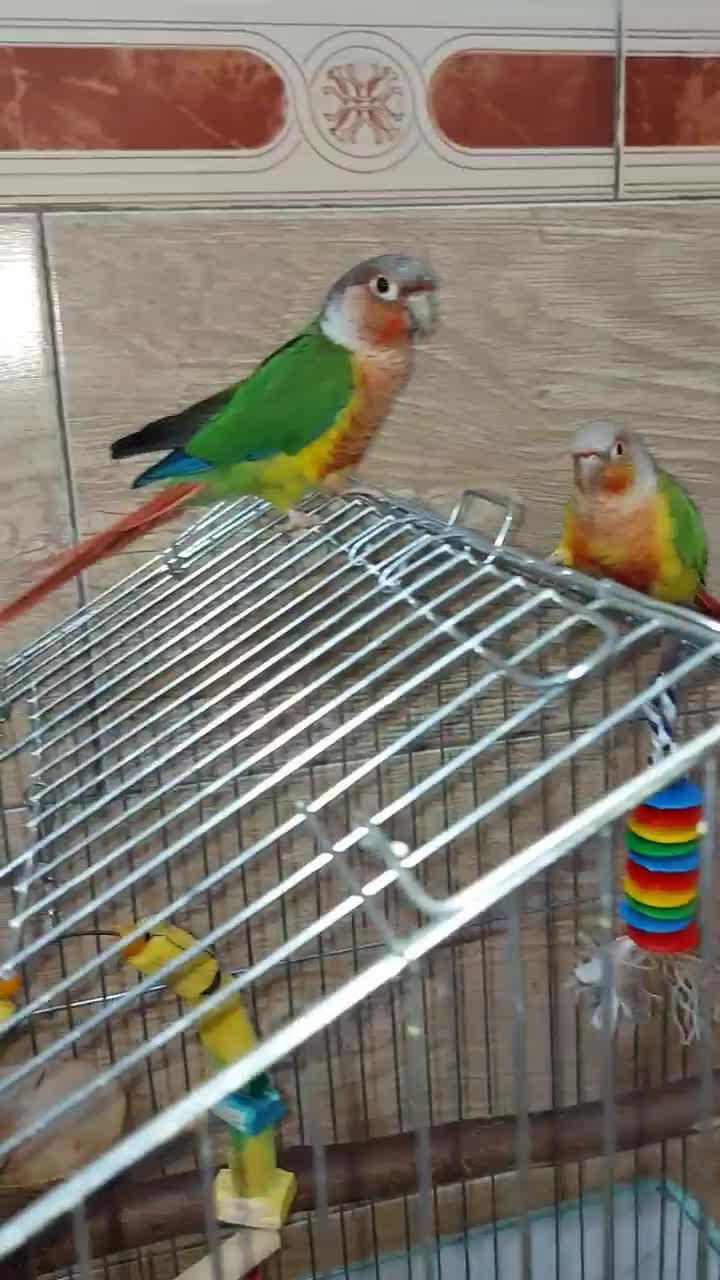 طوطی گرینچیک نر و ماده|پرنده|دشتابی, |دیوار