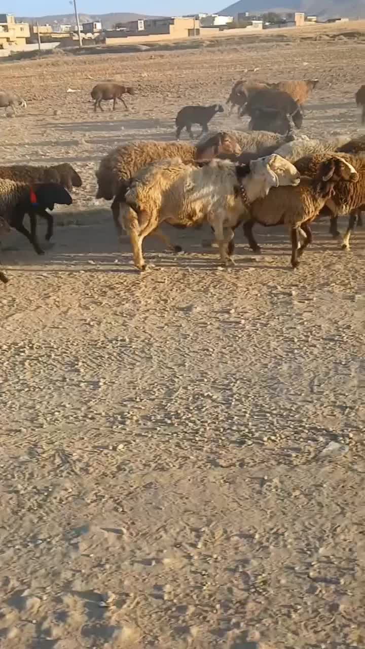 گوسفند|حیوانات مزرعه|فریدونشهر, |دیوار