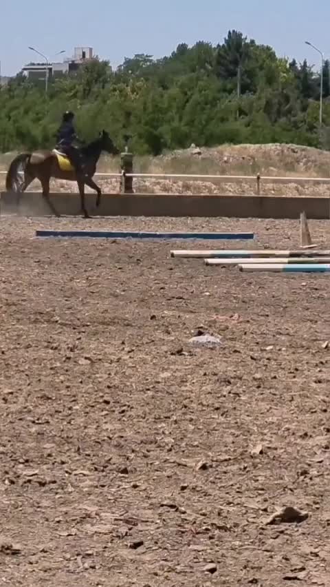 اسب مادیون ایرانی|اسب و تجهیزات اسب‌سواری|مشهد, کوثر|دیوار