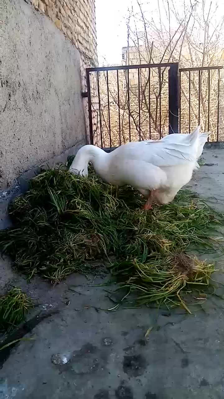 قوغاز دونافه غبغب دار|حیوانات مزرعه|مشهد, هدایت|دیوار