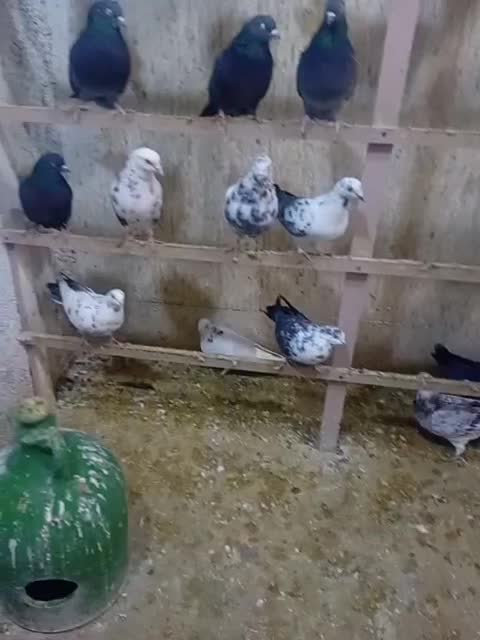 ۱۰۰طوق ۲۰۰|پرنده|کرج, احدآباد|دیوار