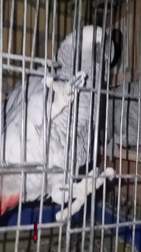 کاسگو کنگو دم‌قرمز|پرنده|گلستان (تهران), |دیوار