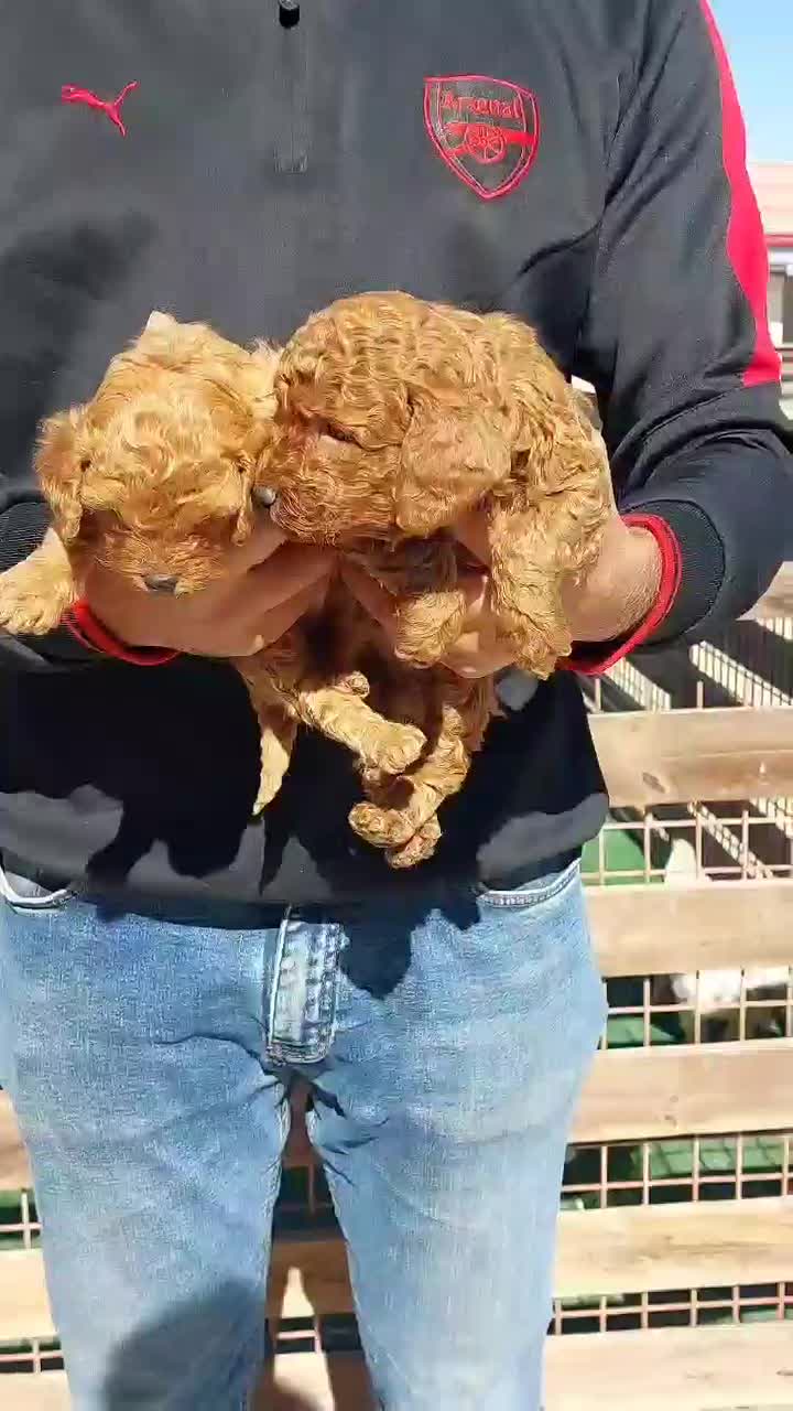 پودل رد و دالمیشن|سگ|شیراز, ابیوردی|دیوار