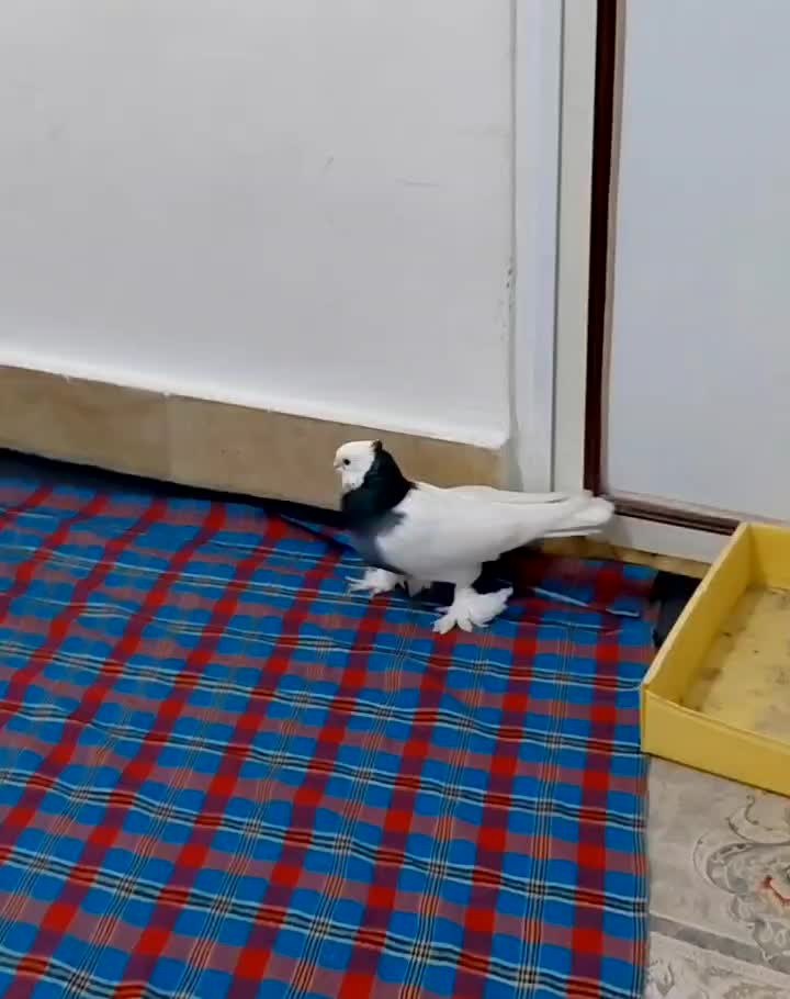 دوجفت جوجه گره طوق و سفید|پرنده|میناب, |دیوار