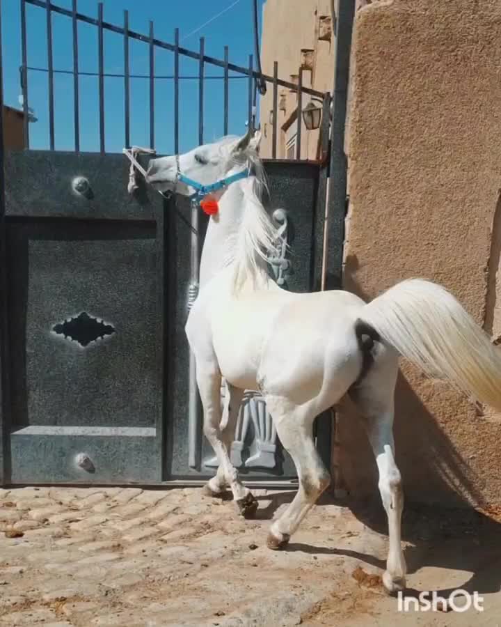 اسب عرب|اسب و تجهیزات اسب‌سواری|ابریشم, |دیوار