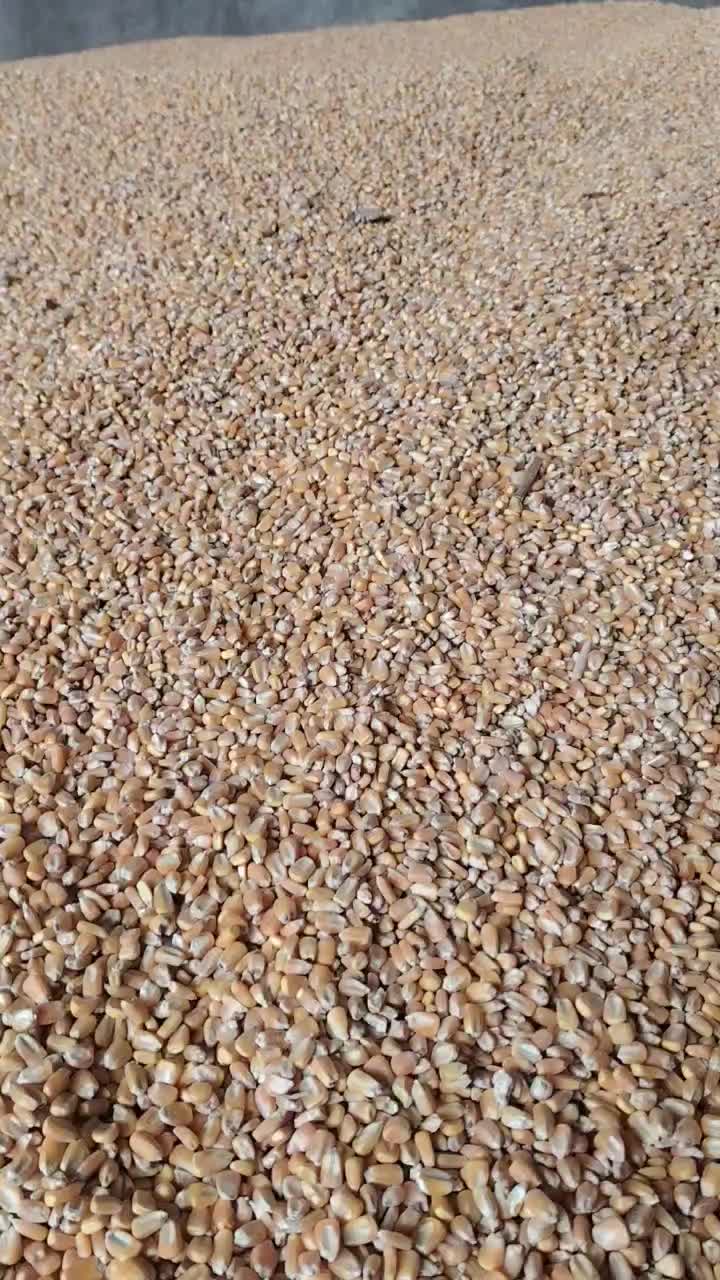 ذرت برزیل درجه یک|عمده‌فروشی|دزفول, |دیوار