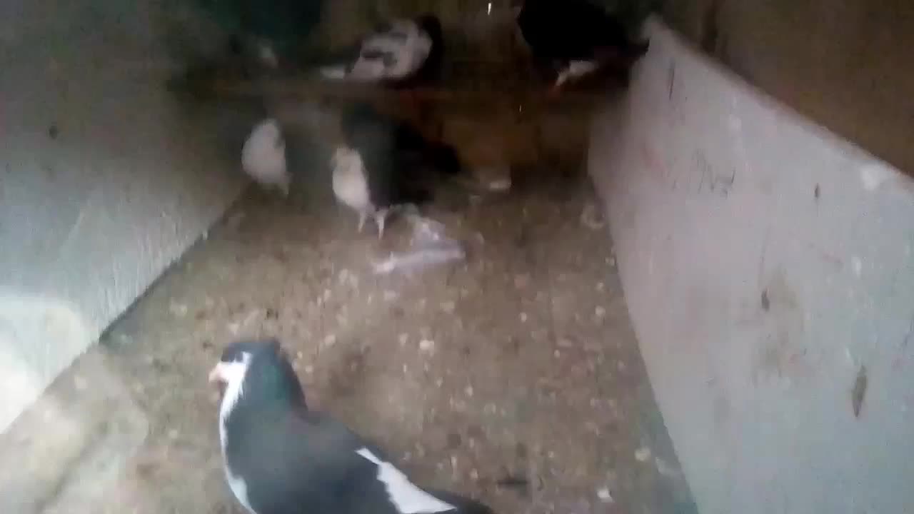 پرواز|پرنده|شیروان (خراسان), |دیوار