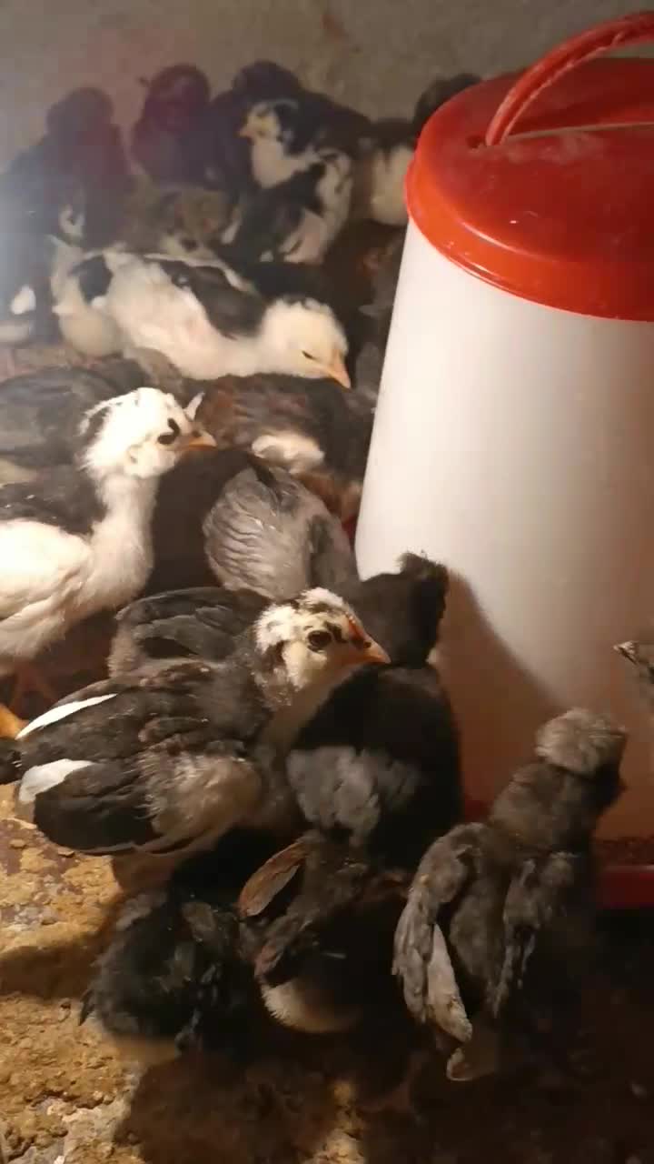 جوجه گلین و پولند|حیوانات مزرعه|همدان, |دیوار