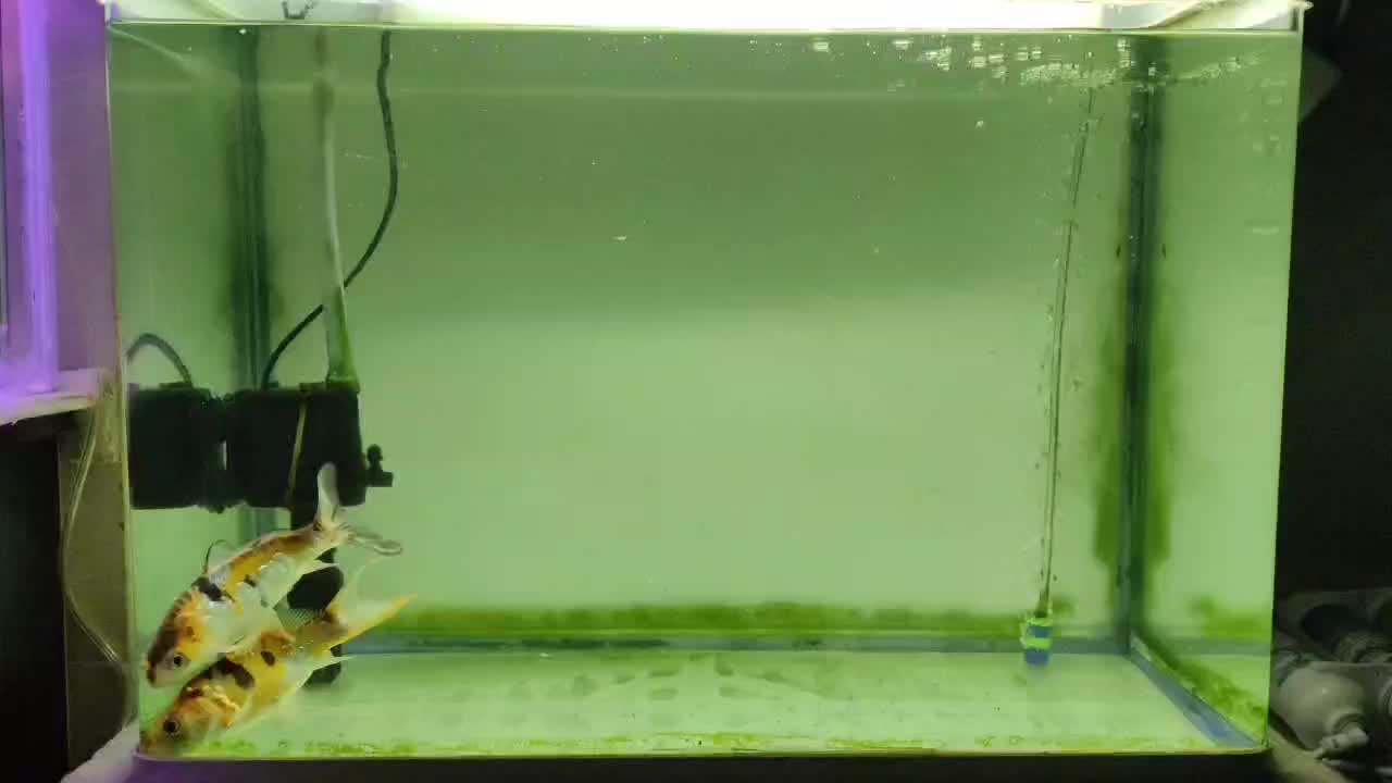 دو تا کوی پوست چرم|ماهی|بجنورد, |دیوار