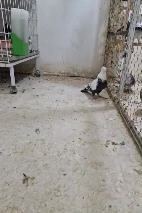 کبوتر  دم|پرنده|لار, |دیوار