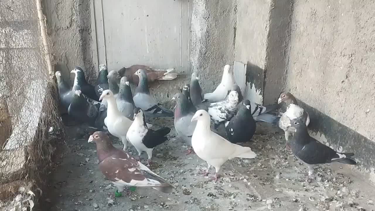 کبوتر|پرنده|تربت‌حیدریه, پائین ولایت|دیوار