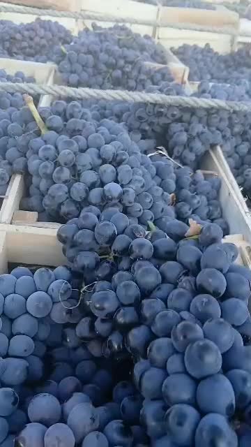 انگورشانی کردستان انگورسیاه دیمی انگور سیاه|خوردنی و آشامیدنی|تهران, میدان میوه و تره‌بار مرکزی|دیوار