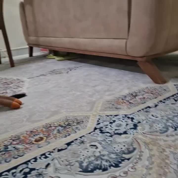 بچه گربه 4 ماهه|گربه|تهران, شهرک آزمایش|دیوار